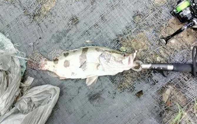 路亚鳜鱼用几号pe线(大力马线)
