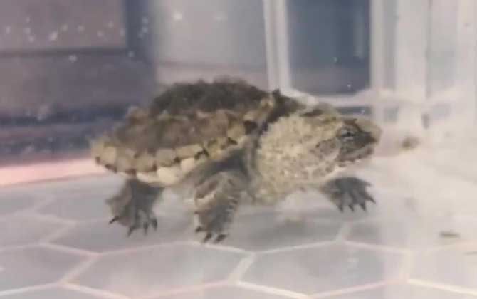 小鳄龟