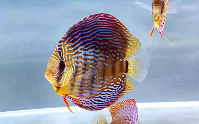 七彩神仙鱼繁殖方法