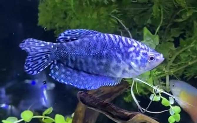 热带鱼水温多少度合适？