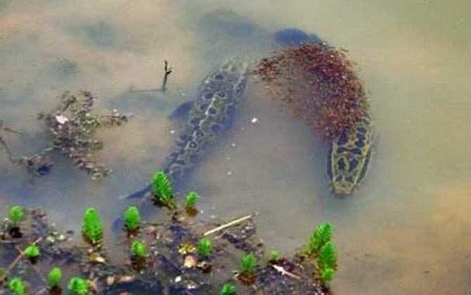 黑鱼带小鱼的时候怎么钓？