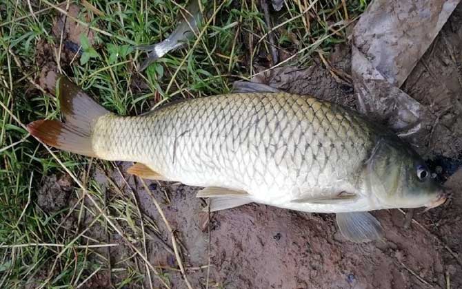 夏季涨水后怎么钓鱼？