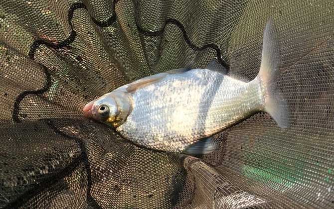 夏季涨水后钓鱼