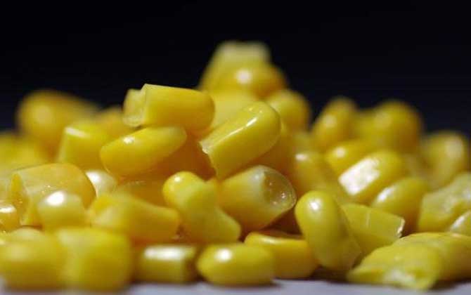 钓鲫鱼能用玉米粒吗