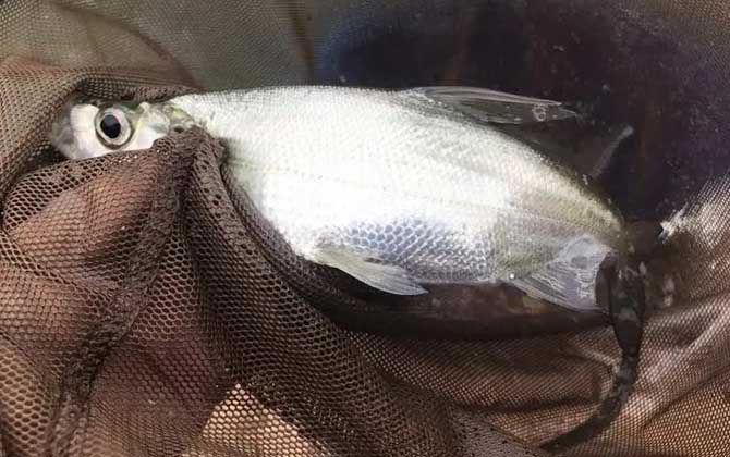 手竿钓翘嘴用什么饵料最好