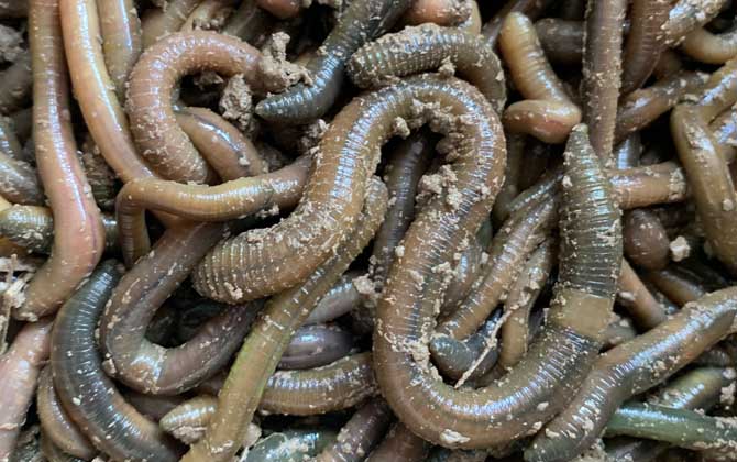 鲶鱼最爱吃三种饵料