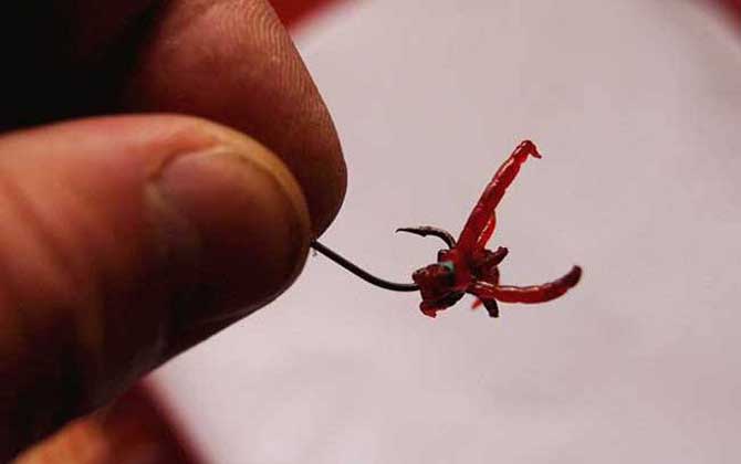 红虫钓鱼到底能不能吃