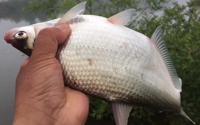 鳊鱼用什么钓最好