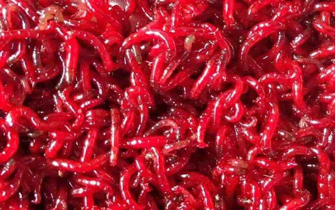 钓鱼用的红虫是什么虫