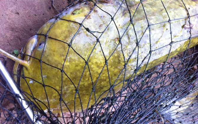 钓鲶鱼用什么打窝