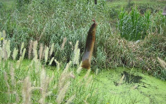 为什么不能用泥鳅钓鱼