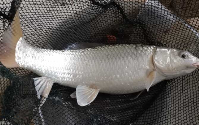 速攻918能不能钓鲮鱼