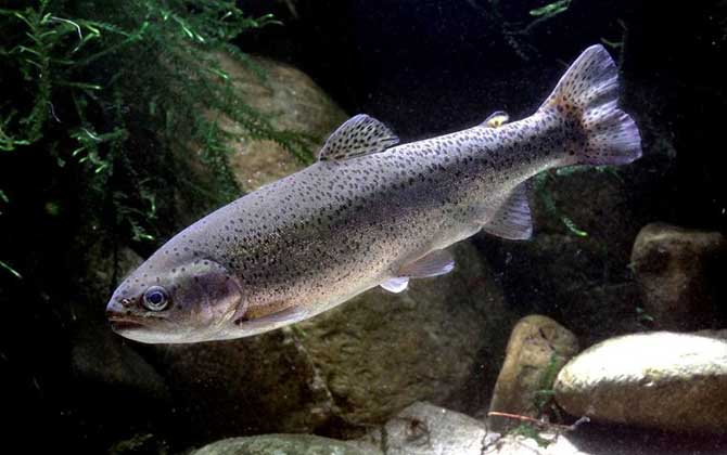 钓鳟鱼用什么鱼饵最好