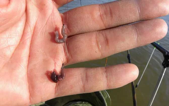 常用的天然钓鱼饵料有哪些