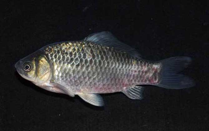 红虫粉适合钓什么鱼