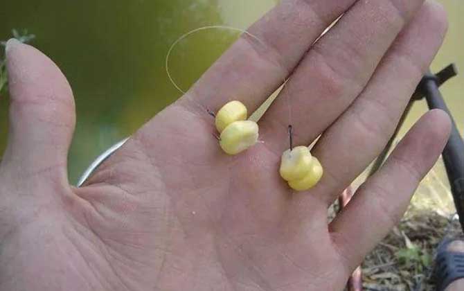 颗粒打窝玉米钓效果好吗