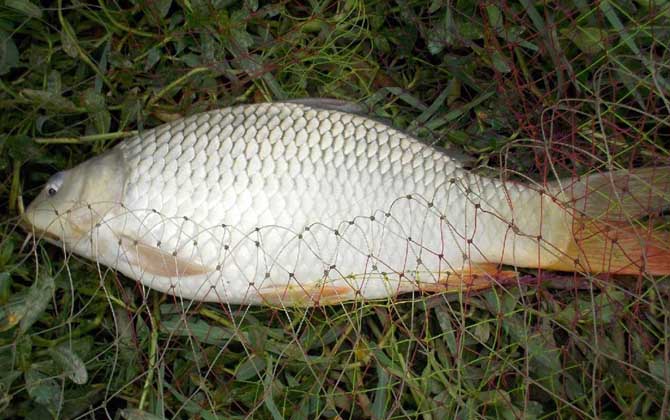 晚上野钓鲤鱼用什么饵料最好