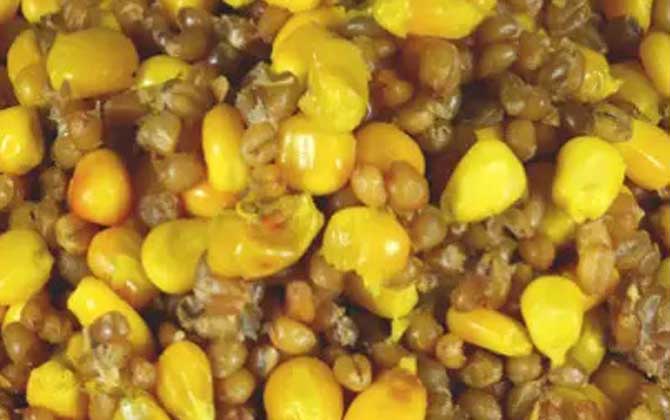 老玉米钓鱼打窝需要煮熟吗