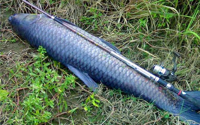 青鱼最爱吃什么饵料