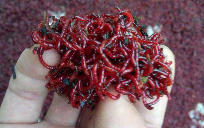 二月钓鱼用什么饵料最好