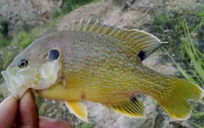 路亚太阳鱼用什么假饵