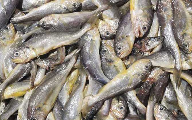 鳀鱼