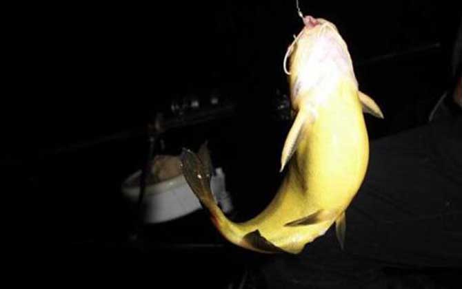 钓黄颡鱼用什么钓具