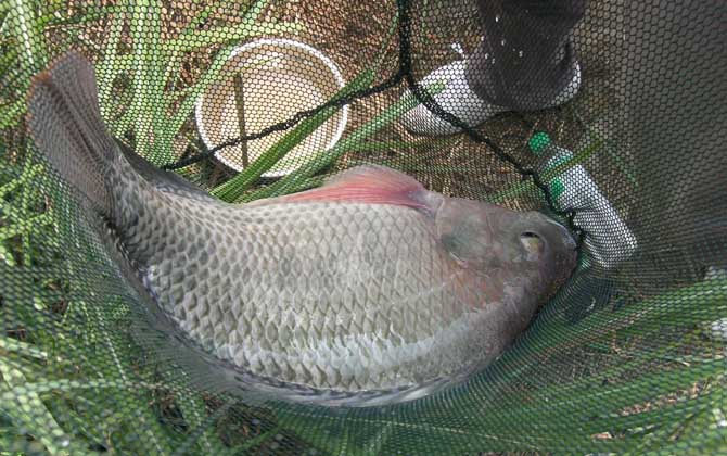 黑坑钓罗非鱼用吃铅多少的浮漂