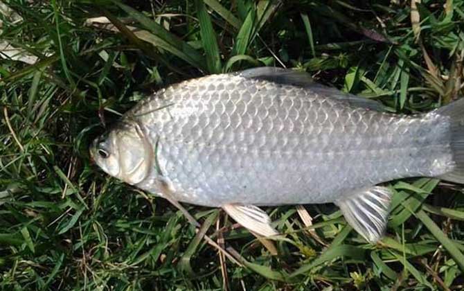 野钓主线和子线一般用几号的