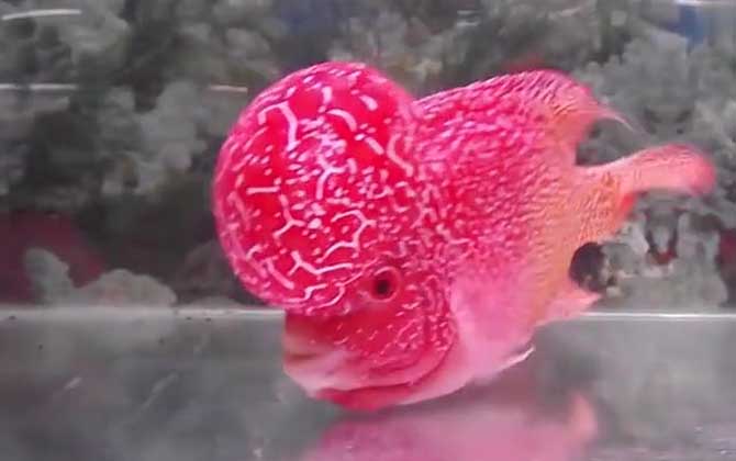 新鱼一般会趴缸几天