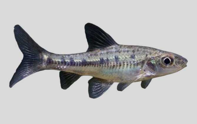 巴氏银鮈是什么鱼