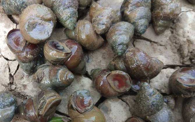 田螺的尾部可以吃吗