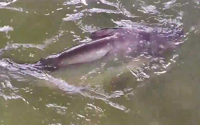 巴沙鱼为什么叫癌鱼