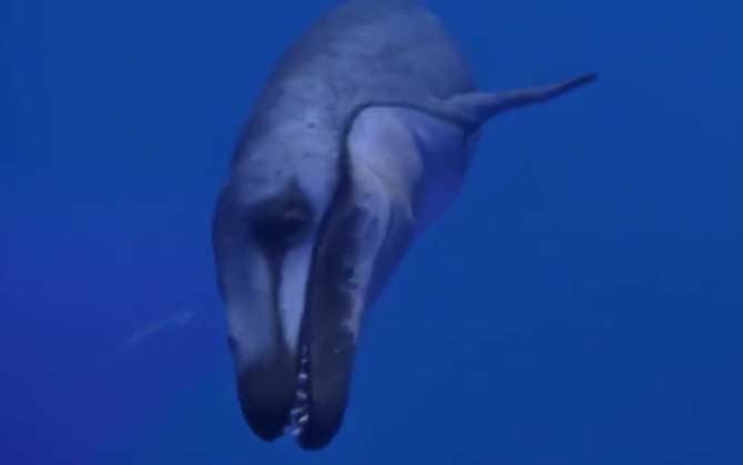 龙王鲸灭绝了吗