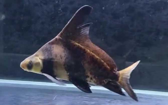 胭脂鱼是中国特有的吗