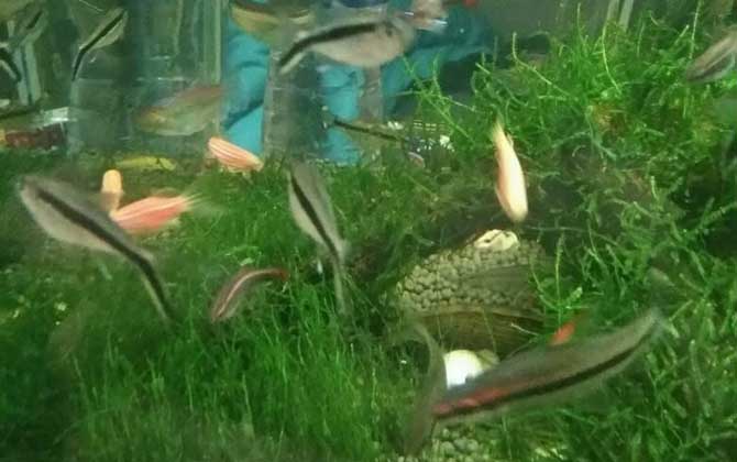 硝化细菌的作用是什么