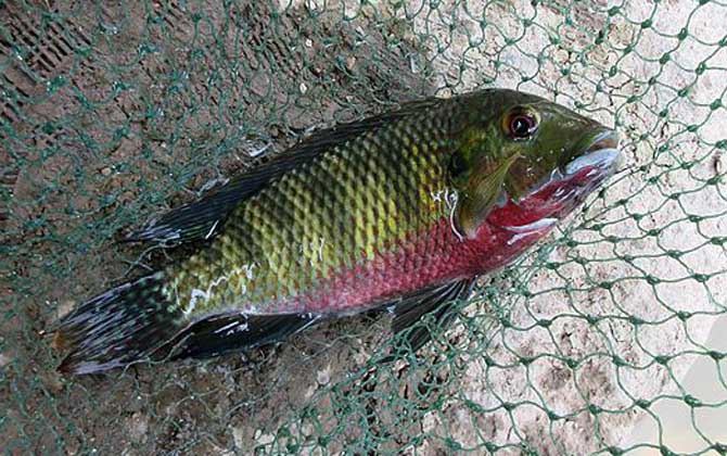 为什么很少人吃罗非鱼