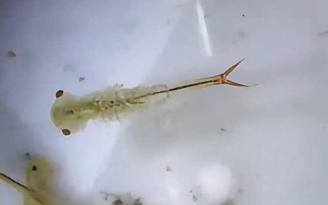 丰年虾最简单的孵化方法