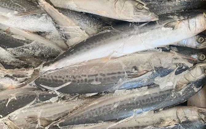 马鲛鱼价格多少钱一斤