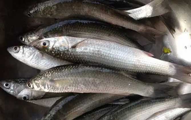 白眼鱼是什么鱼