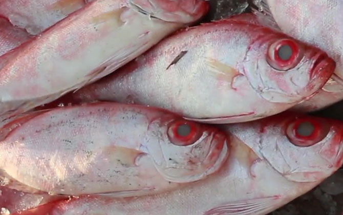 大眼鲷是什么鱼