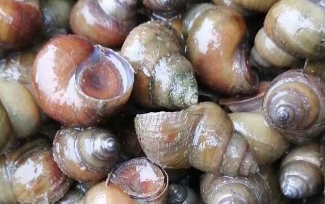 吃田螺有什么危害