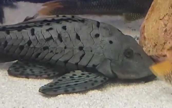 清道夫鱼为什么要活埋