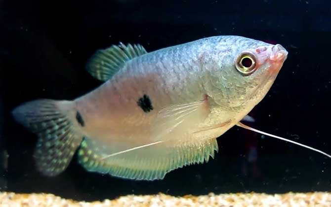 曼龙鱼价格多少钱一条