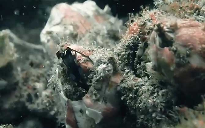 藤壶会害死鲸鱼吗