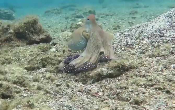 八爪鱼是什么动物