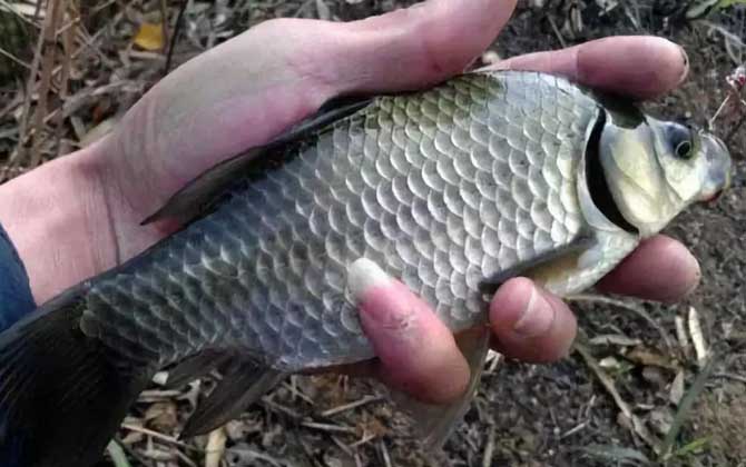 钓回来的鲫鱼怎么养活