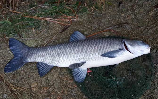 青鱼和鲅鱼有什么区别