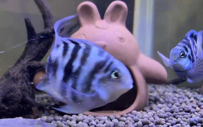 迷你鹦鹉鱼是什么鱼