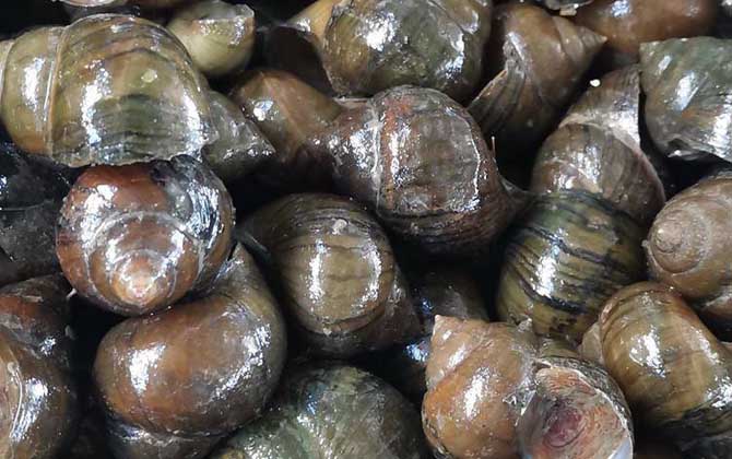 为什么大田螺不能吃